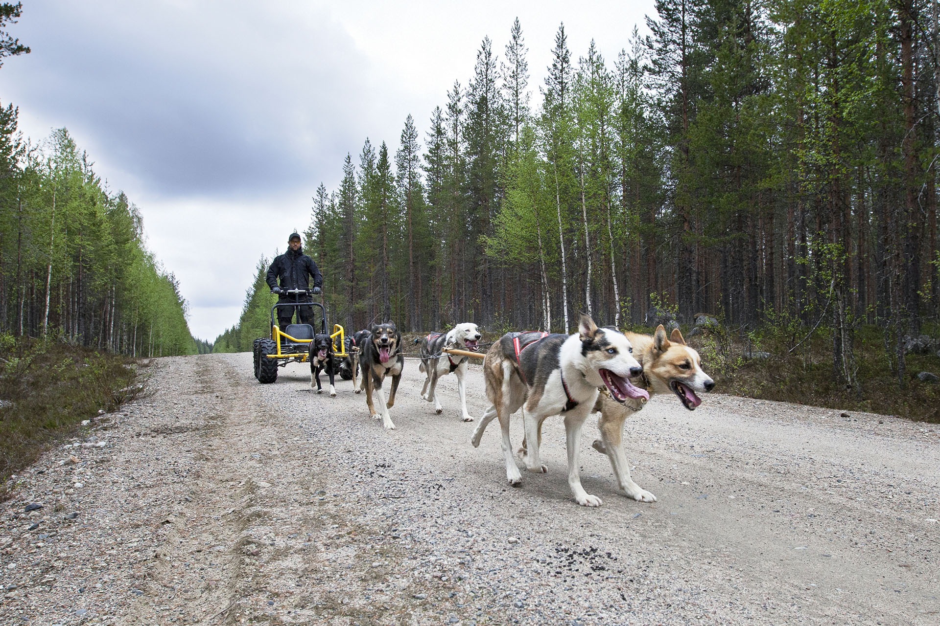 Hundspann med Wild Lapland på sommargrusväg