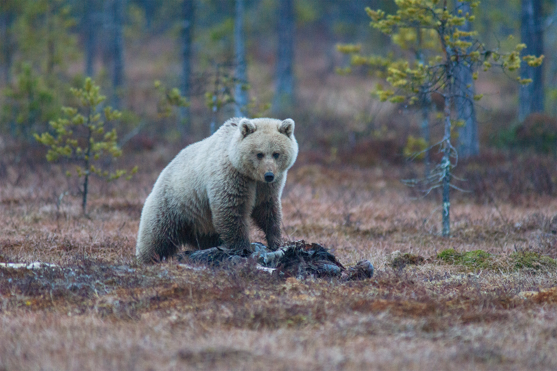 Spana på brunbjörn från gömsle | Foto: Magnus Ström