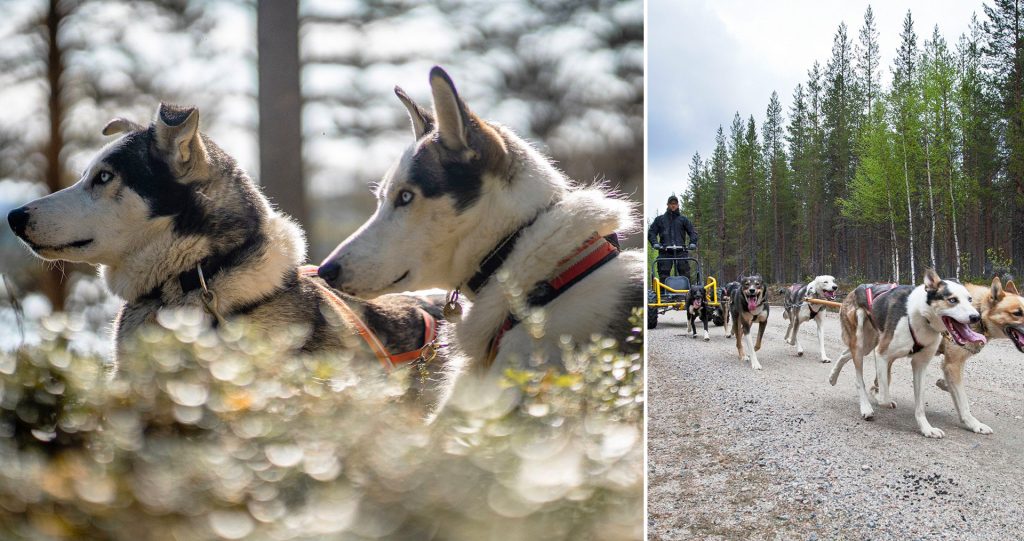 Hundspann med Wild Lapland