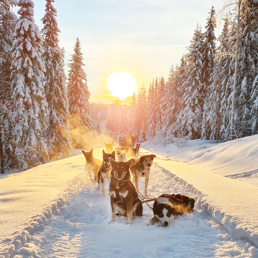 Hundspann hos Wild Lapland